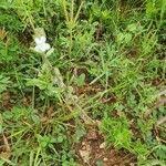 Image result for Priva curtisiae