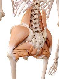 The fibers converge and pass posterolateral and upward, to form a tendon that runs across the back of the neck of the and is inserted into the trochanteric fossa of the. Lower Back And Hip Pain How Are They Connected