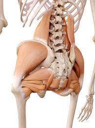 Anterior border of the greater trochanter of the femur. Lower Back And Hip Pain How Are They Connected