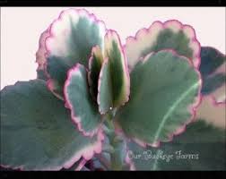 Unavailable Listing On Etsy Succulents Plants Planting Succulents