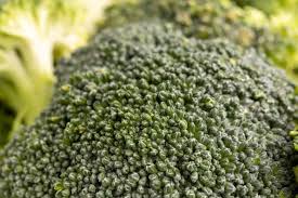 Wholesale bulk food grade light green broccoli extract powder. Can Broccoli Go Bad Can It Go Bad
