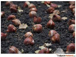 We did not find results for: Tulip Bulb Scams Don T Buy Tulip Bulbs During Springtime Tulips In Holland