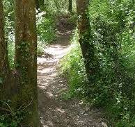La forêt - Saint-Médard-en-Jalles