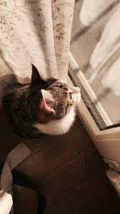 Jangan buang waktu, ambil minuman dan camilan siapa tahu. Pin Oleh Xhesjola Ndoka Di AyeÑtnyeti Kucing Lucu Kucing Bayi Hewan Lucu