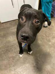 We can help you find the perfect furred, finned, feathered, or scaled friend to keep you and your family company. Dog For Adoption 47796855 Peep A Terrier Pit Bull Terrier Mix In Cabot Ar Petfinder