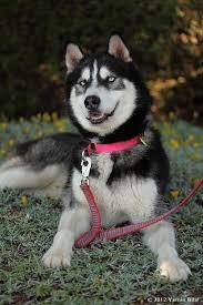 Maxx Is A Stunning Black And White Siberian Husky With Piercing Blue Eyes About 1 1 2 Years Old He Needs An Husky Siberian Husky Puppies White Siberian Husky