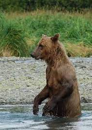 North American Skinny Bear Picha Facebook