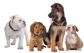 Happy birthday blank greetings card dogs puppies lots of cute designs to view! | ebay. Dog Transparent Background Happy Dog Clipart