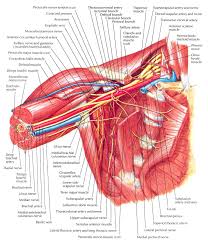 Axilla Anterior View Shoulder Anatomy Human Anatomy And Physiology Arteries