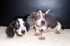 Image result for dachshunds images