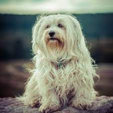havaneser hunde havaneser hund havaneser zwerghunde rassen