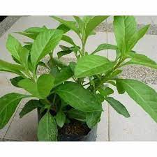 We did not find results for: Idle Bibit Tanaman Herbal Daun Sambung Nyawa Bibit Tanaman Shopee Indonesia