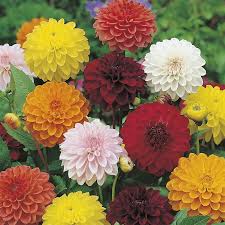 A member of the compositae (also called asteraceae) family of dicotyledonous plants, its garden relatives thus include the sunflower, daisy, chrysanthemum. Dahlia Showpiece Seeds From Mr Fothergill S Seeds And Plants