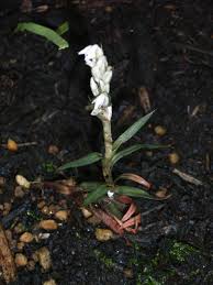 Image result for Zeuxine elongata