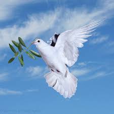 Istyablog Com Symbole De La Paix Colombe Paix Colombe Oiseau