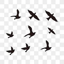 Black Flying Bird Silhouette Bird Fly Silhouette Png And Vector With Transparent Background For Free Download Flying Bird Silhouette Bird Silhouette Black Bird