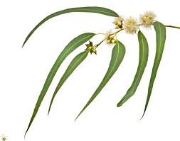 Eucalyptus Honey May Grow On You