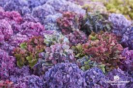 More images for bloomstruck hydrangea care » Endless Summer Bloomstruck Hydrangea In 2021 Bloomstruck Hydrangea Endless Summer Hydrangea Bloomstruck Hydrangea Not Blooming