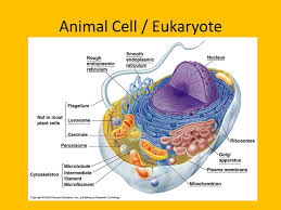 Biologycorner | biologycorner provides fesources for biology and anatomy students and teachers. Bell Work An Experiment Should Be Controlled Because It Allows The Scientist To Test A A Conclusion B A Mass Of Information C Several Variables Ppt Download