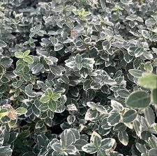 Image result for Euonymus fortunei