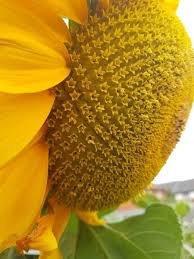 Apr 01, 2021 · sunflower plants with no flowers can result if you site the plants in the shade. Sunflowers Are Actually Made Up Hundreds Of Smaller Flowers In Near Perfect Symmetry Interestingasfuck
