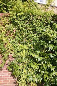 Serratifolia are vigorous evergreen climbers that are perhaps less known as they need to be grown in a sheltered spot and in milder parts of the uk. Hydrangea Seemannii Climbing Hydrangea Climbing Hydrangea Hydrangea Plants
