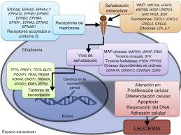 En la leucemia aguda, las células sanguíneas anormales son células sanguíneas inmaduras (blastos). Alteraciones Epigeneticas En Leucemia Linfoblastica Aguda Sciencedirect