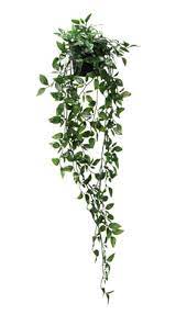 Hanging Plant Without Planter Artificialplantsindoorherbsgarden Bunga Gantung Bunga Gantungan