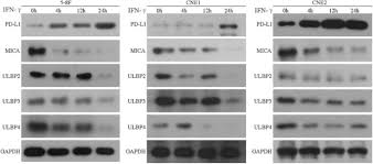 Maybe you would like to learn more about one of these? 33rd Annual Meeting Pre Conference Programs Of The Society For Immunotherapy Of Cancer Sitc 2018 Journal For Immunotherapy Of Cancer Full Text