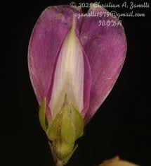 Image result for Galactia striata