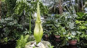 Corpse Flower Blooms Videos From The Weather Channel Weather Com Corpse Flower Bloom Corpse Flower Flowers