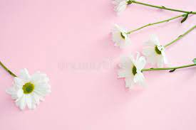 Beautiful pink pastel flowers on beige background, top, border. Chamomile Flowers Beautiful On Pink Pastel Background Stock Photo Image Of Bloom Card 142986048