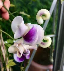 Image result for Cochliasanthus caracalla