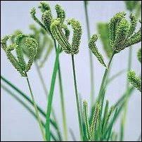 Image result for Eleusine africana