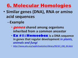 Evidence For Evolution Ppt Video Online Download