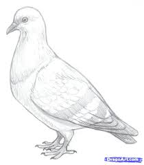 How To Draw Pigeons Hundreds Of Drawing Tuts On This Site Bird Pencil Drawing Pencil Drawing Pictures Bird Drawings