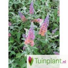 Vlinderstruik Buddleja Flower Power Vlinderstruik Flower Power Struiken En Heesters