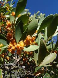 Image result for Pterocelastrus