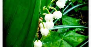Spring New Film Rain Beautiful Flowers Spring Flowers Birth Flowers
