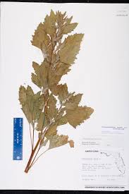 Image result for Chenopodiastrum