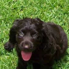 The boykin spaniel tends to be a great fit for field events, rally, tracking, agility, obedience trials, and more. Boykin Spaniel Breeders Home Facebook