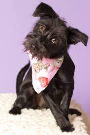You may also visit local shelters in gilbert and adopt the pet that you like. Adopting A Dog Shelter Dogs Gilbert Dog Rescue Friends For Life