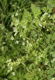 Image result for Lefebvrea longipedicellata