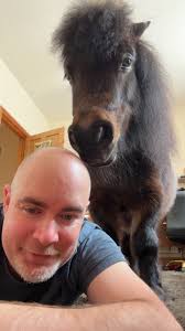 The Adventures Of Patrick The Pony was live.