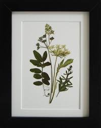 Framed Botanical Print Pressed Flowers Modern Wall Art Dry Etsy Framed Botanical Prints Framed Botanicals Pressed Flowers Diy