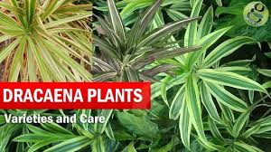 I've had my corn plant for nine years and it has grown to it's current height of approx 15 feet tall. Popular Types Of Dracaena Varieties Used Indoors And Outdoors