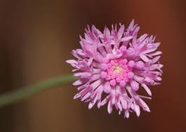 Image result for Emilia hockii