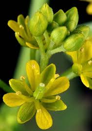 Image result for Rorippa