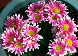 Check spelling or type a new query. Plants That Repel Insects 10 Options For The Yard Bob Vila