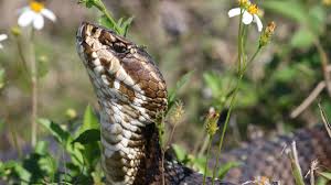 Water moccasins are relatively large, often ranging from 2 to 4 feet (61 to 122 centimeters) long, according to the savannah river ecology laboratory. Cottonmouth Snakes Facts About Water Moccasins Live Science